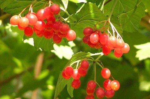 Huden med dermatit på benen kommer också att bota viburnum