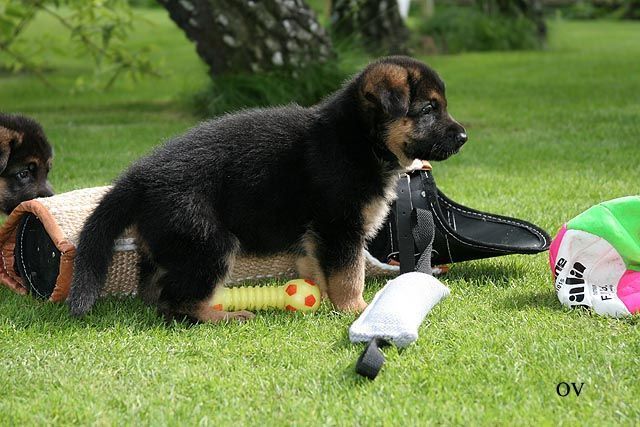 En hund behöver socialiseras som valp.