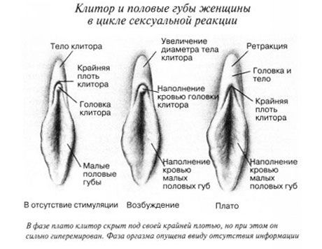 Clitoris under samlag
