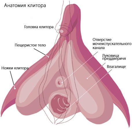 Klitoris anatomi
