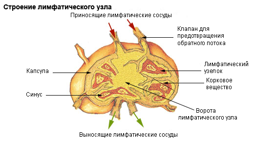 Lymfkörtlar