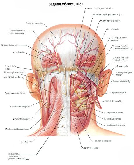 Nasal nacksmuskler