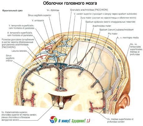 Skelett i hjärnan
