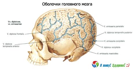 Skelett i hjärnan