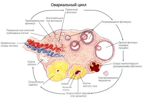 Oogenes.  Menstruationscykel