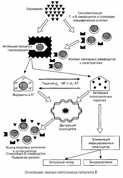 Schema för patogenesen av hepatit B