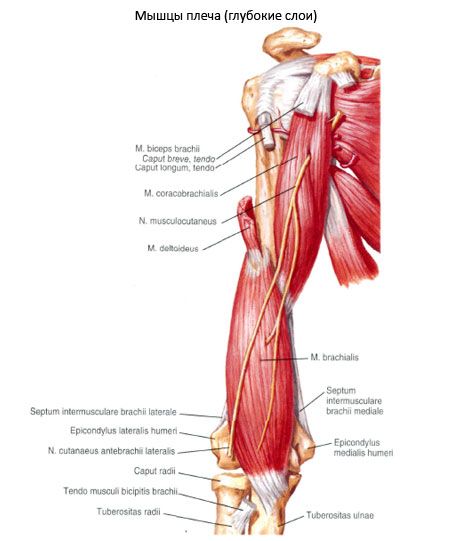 Biliär-humeralismuskeln (m.coracobrachialis)