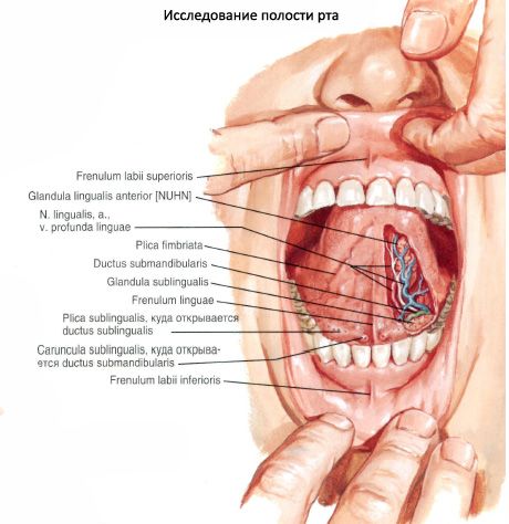 Sublingual spottkörtel