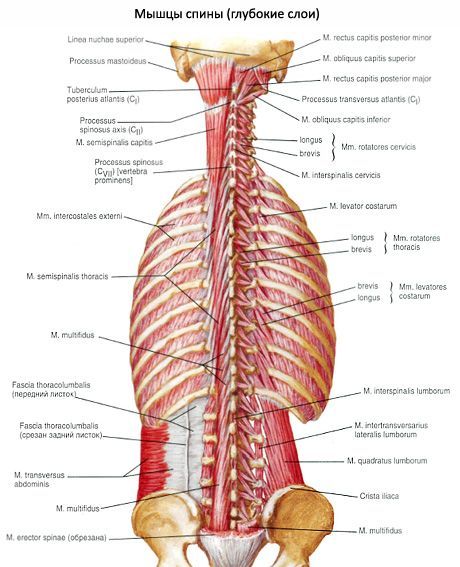 Nasal nacksmuskler