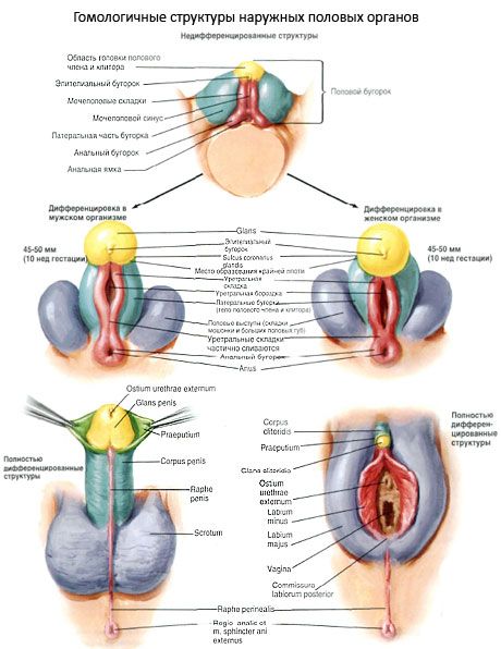 Homologa strukturer av de yttre genitala organen