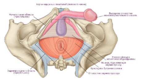 Perineum i en man