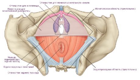 Perineum i en kvinna