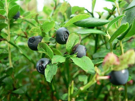 Vilka är de naturliga sätten att bekämpa hemorrojder?