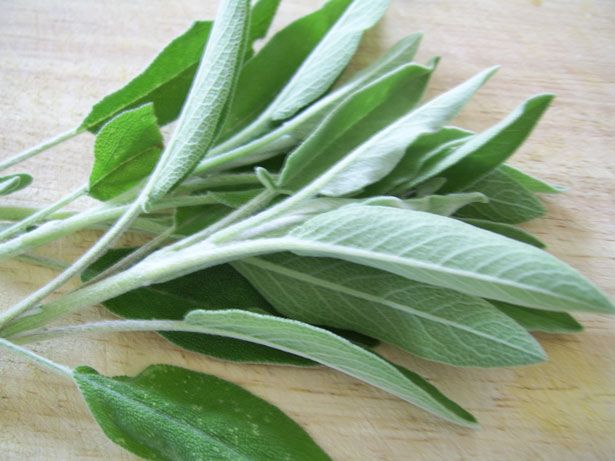 Salvia