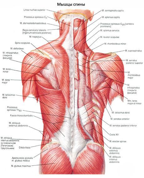 Den bredaste ryggmuskeln