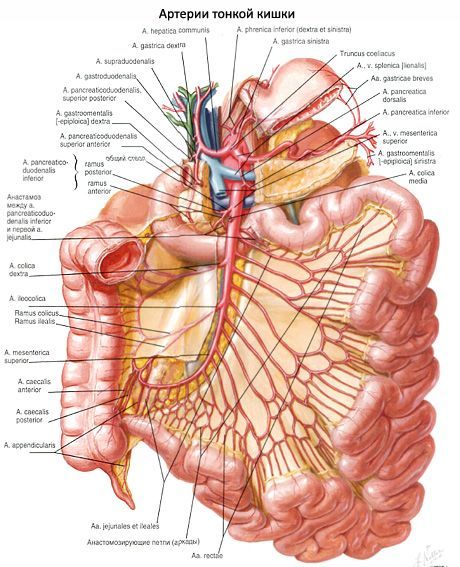 Arterier i tunntarmen