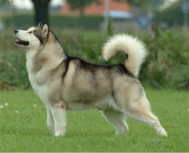 Jätte Alaskan Malamute