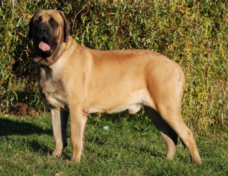 Gammal engelsk mastiff