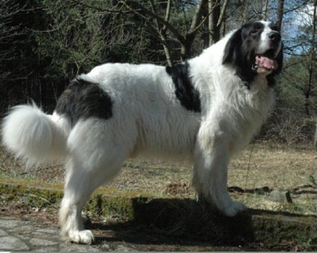 Pyrenéisk mastiff