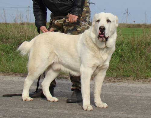 Centralasiatisk herdehund