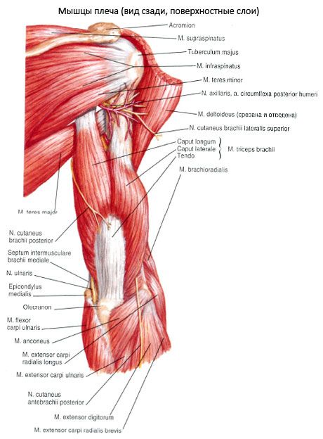 Ulnar muskeln