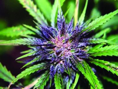 En mängd olika medicinska cannabis utan narkotiska effekter har utvecklats