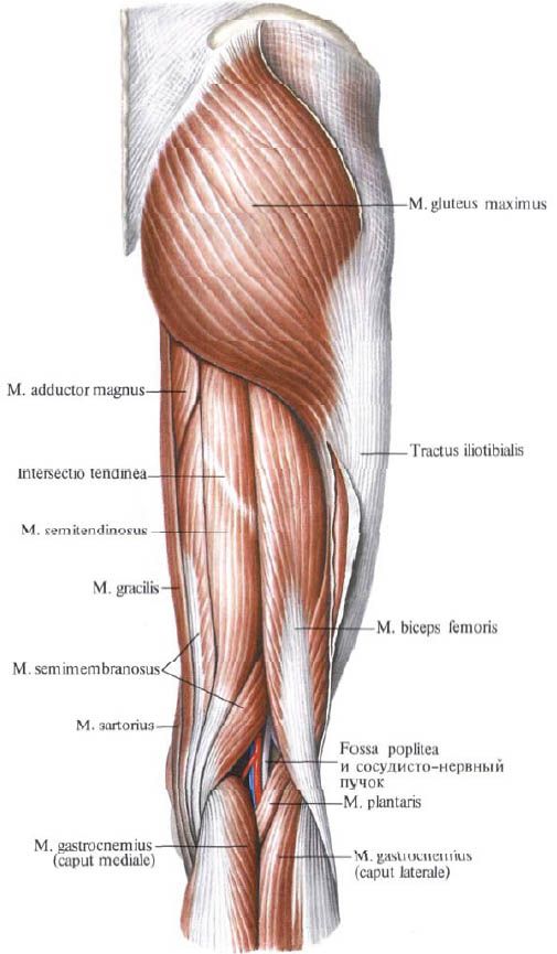 Gluteus muskler (gluteus maximusus)
