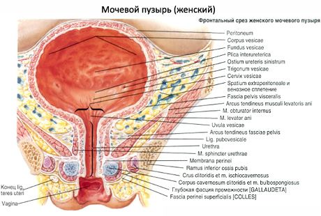Kvinnlig urinrör, kvinnlig urinrör